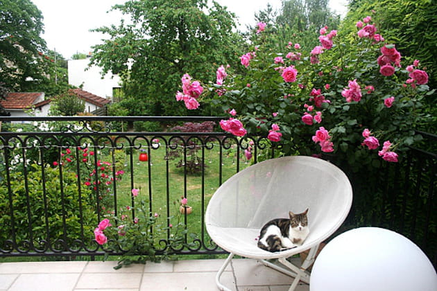 La terrasse entre le rosier et le sophora