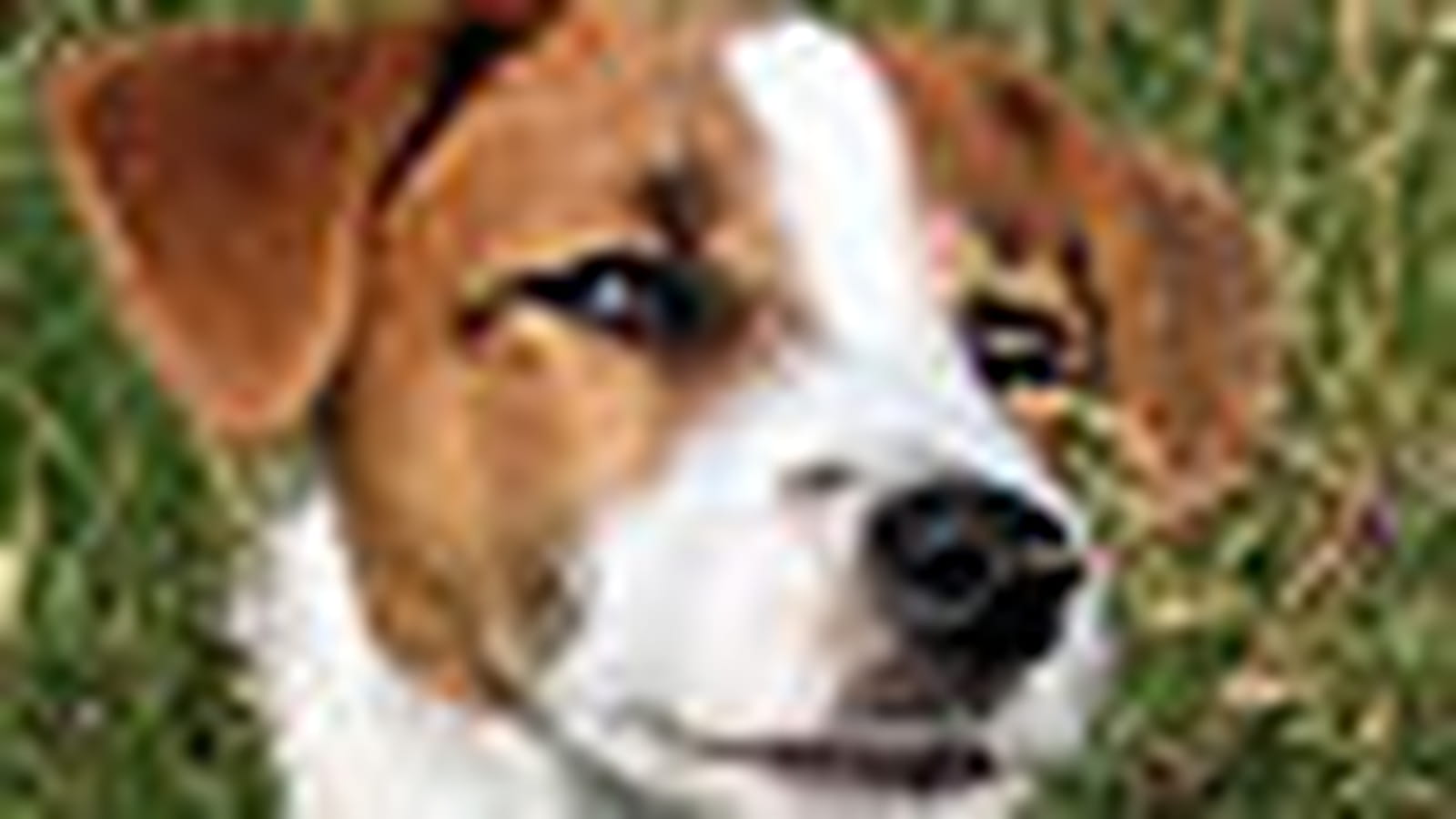 Jack Russel