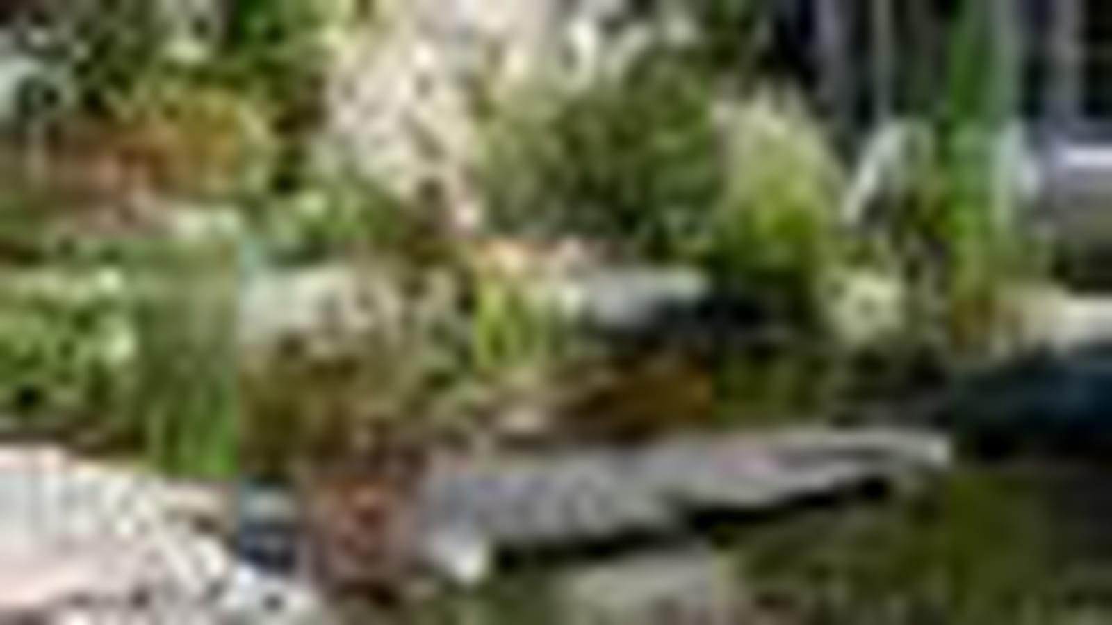 Pont