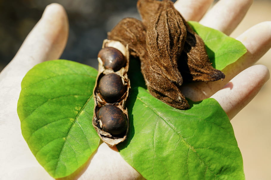Mucuna pruriens : dosage, bienfaits (Parkinson...), dangers