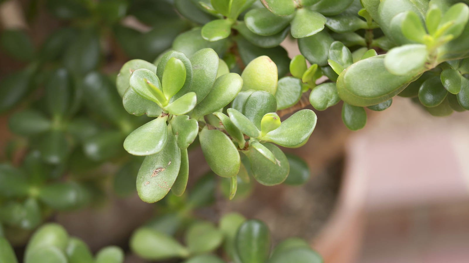 Crassula