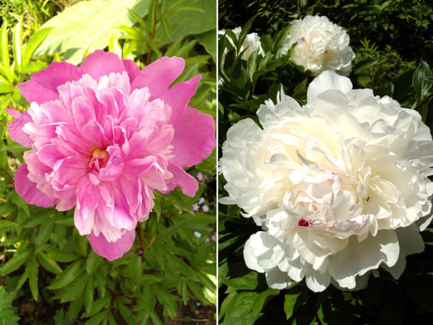 G&eacute;n&eacute;reuses pivoines