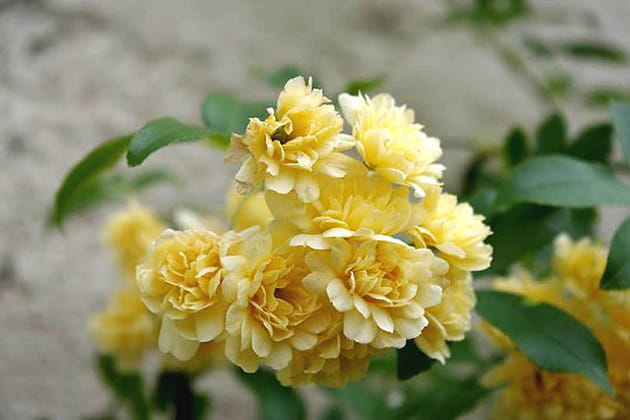 Le robuste Banksia lutea