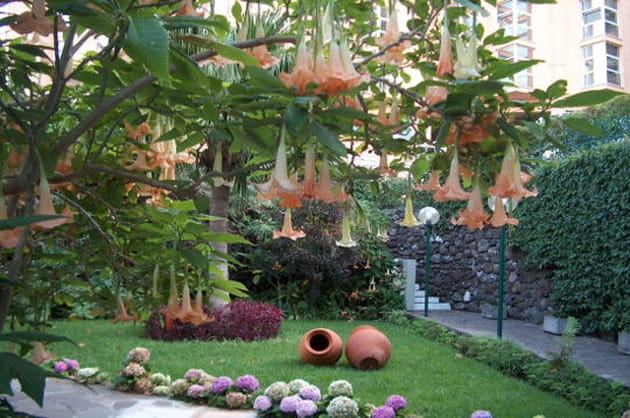 Jardin de Madeire, Portugal