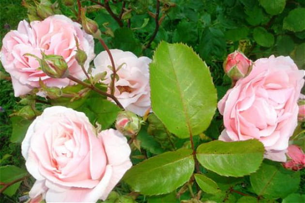 Un rosier qui a de l'allure