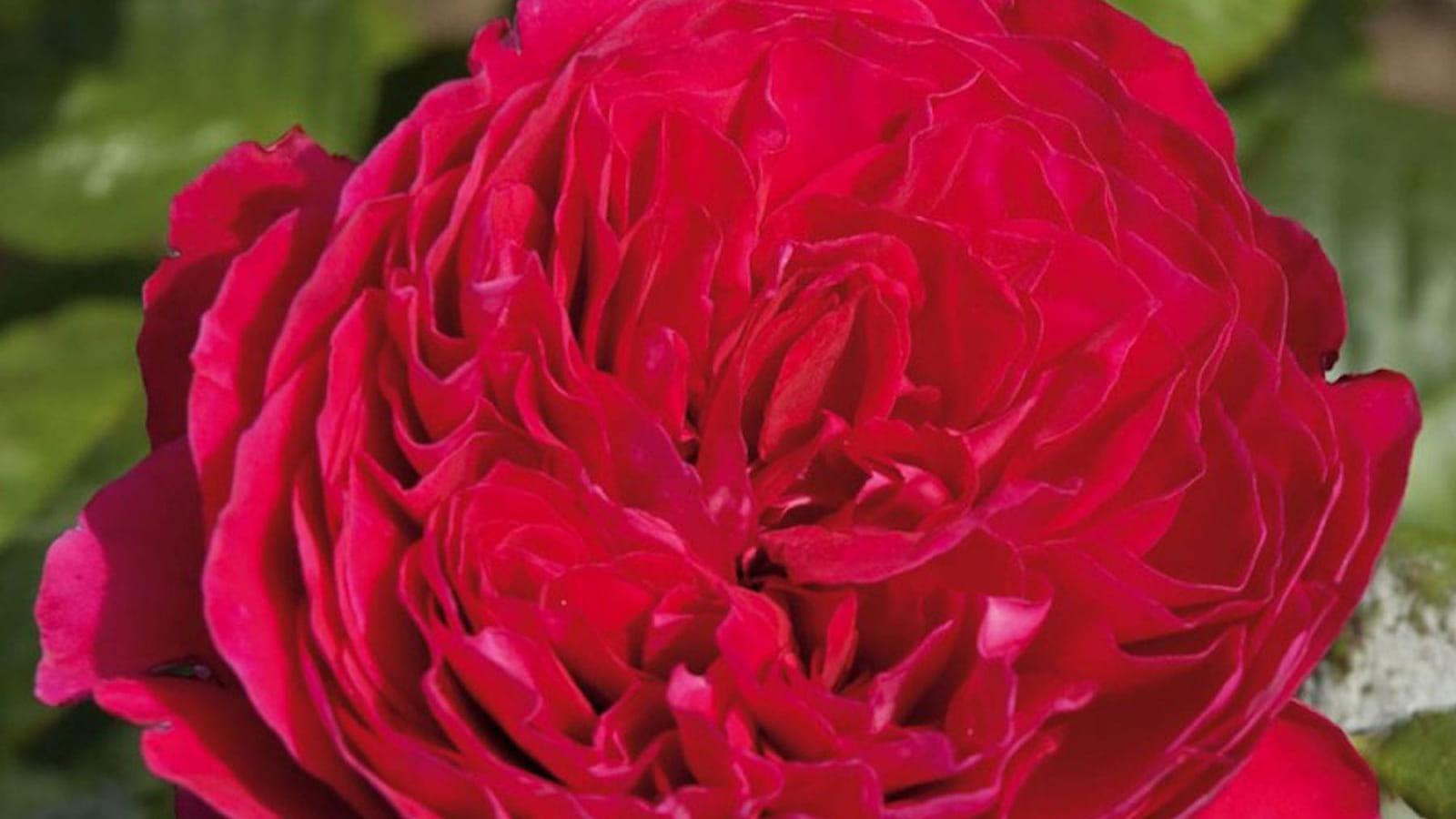 Rose Alain Souchon