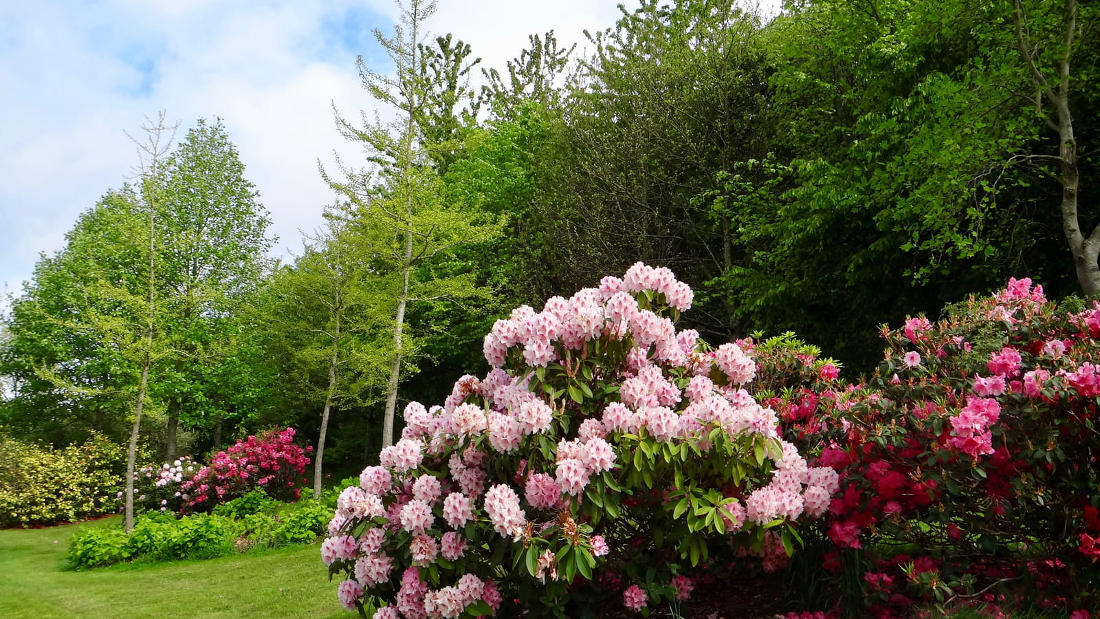 Rhododendrons 