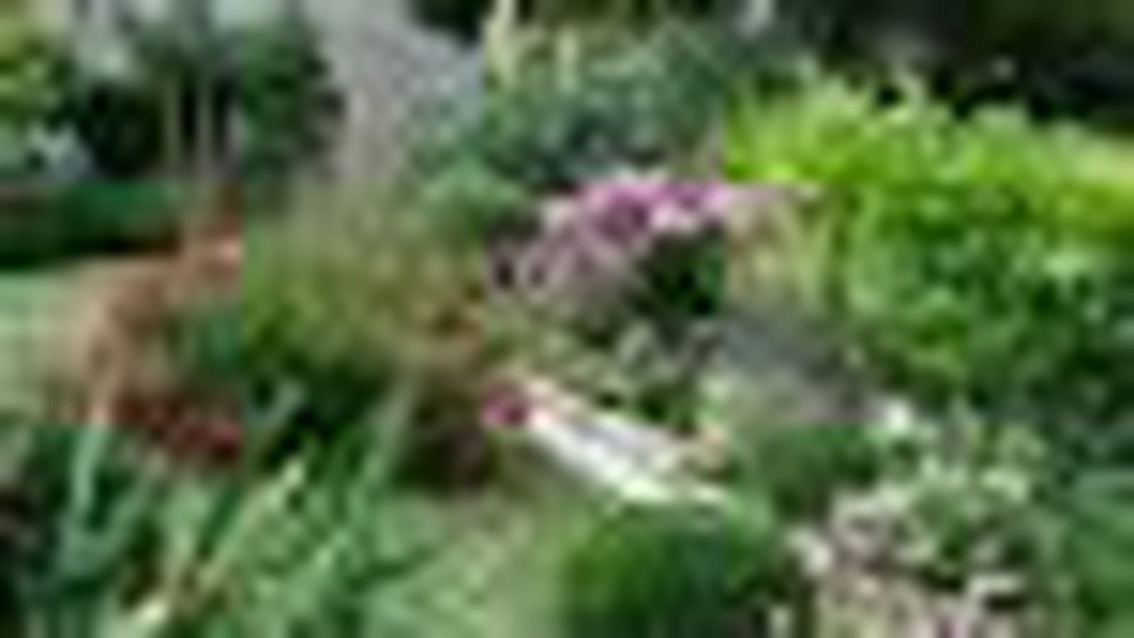 Jardin aux abeilles