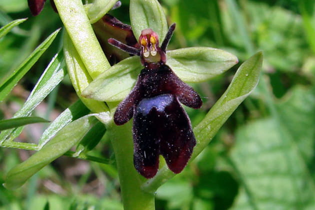 Petit ours, avec des antennes