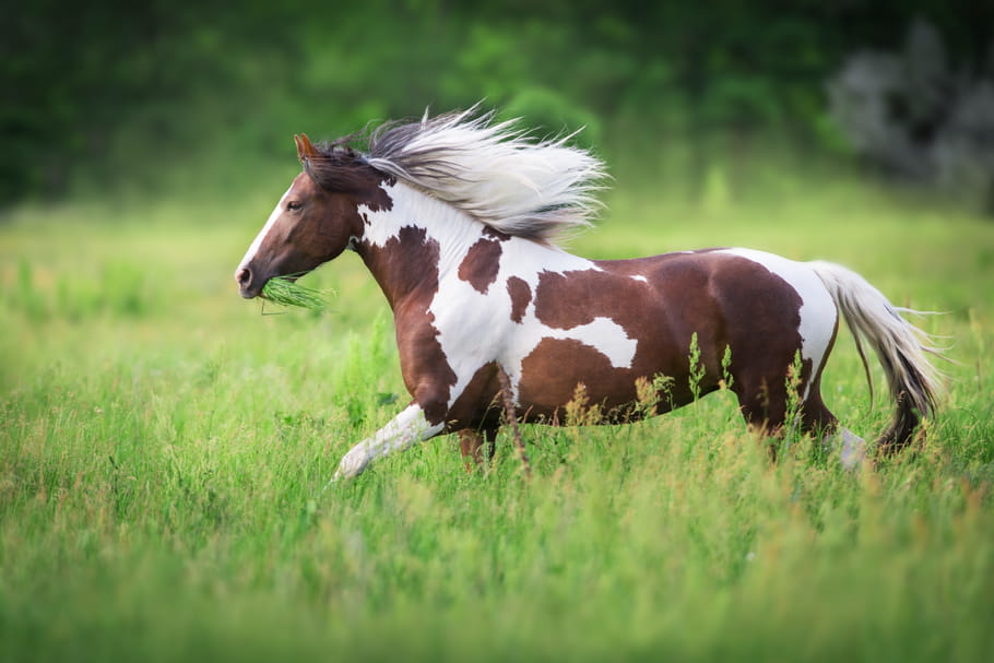 Pinto origine, caractère, santé et alimentation de ce cheval