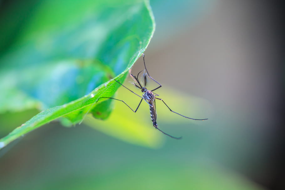 Plantes anti-moustique : lesquelles choisir ?
