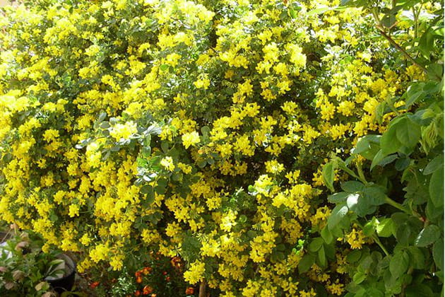 Toute de jaune v&ecirc;tue