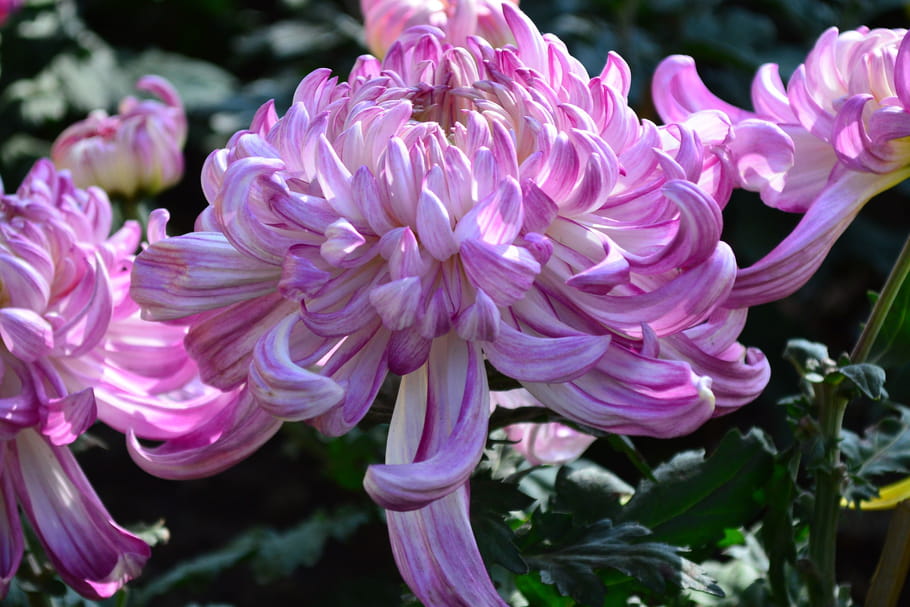 Chrysanthème