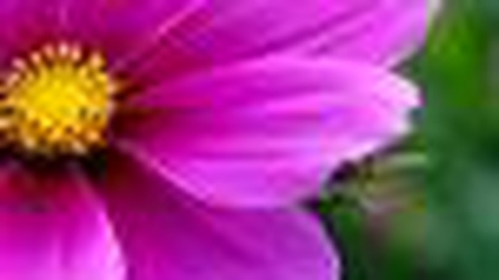 Anthemis