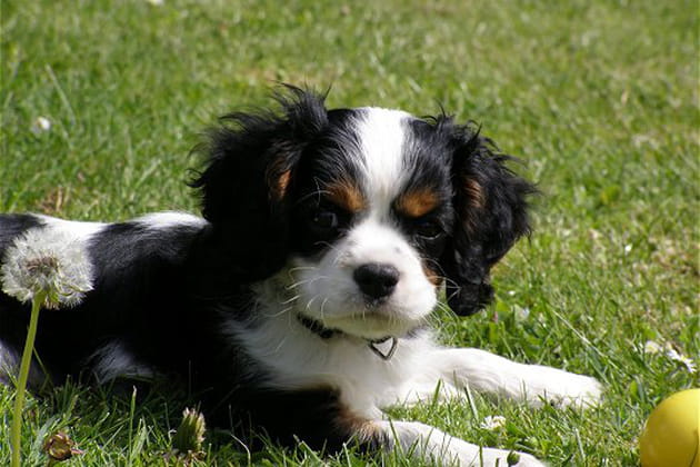 Un Cavalier King Charles tr&egrave;s joueur