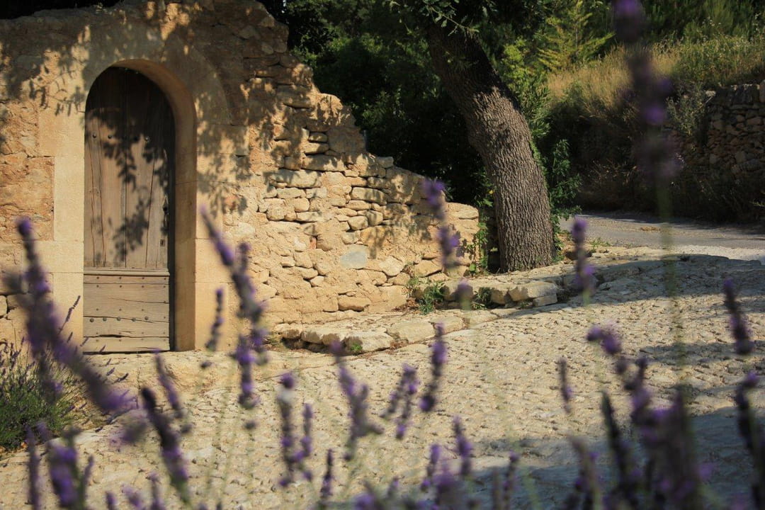 jardin-energetique-lavande