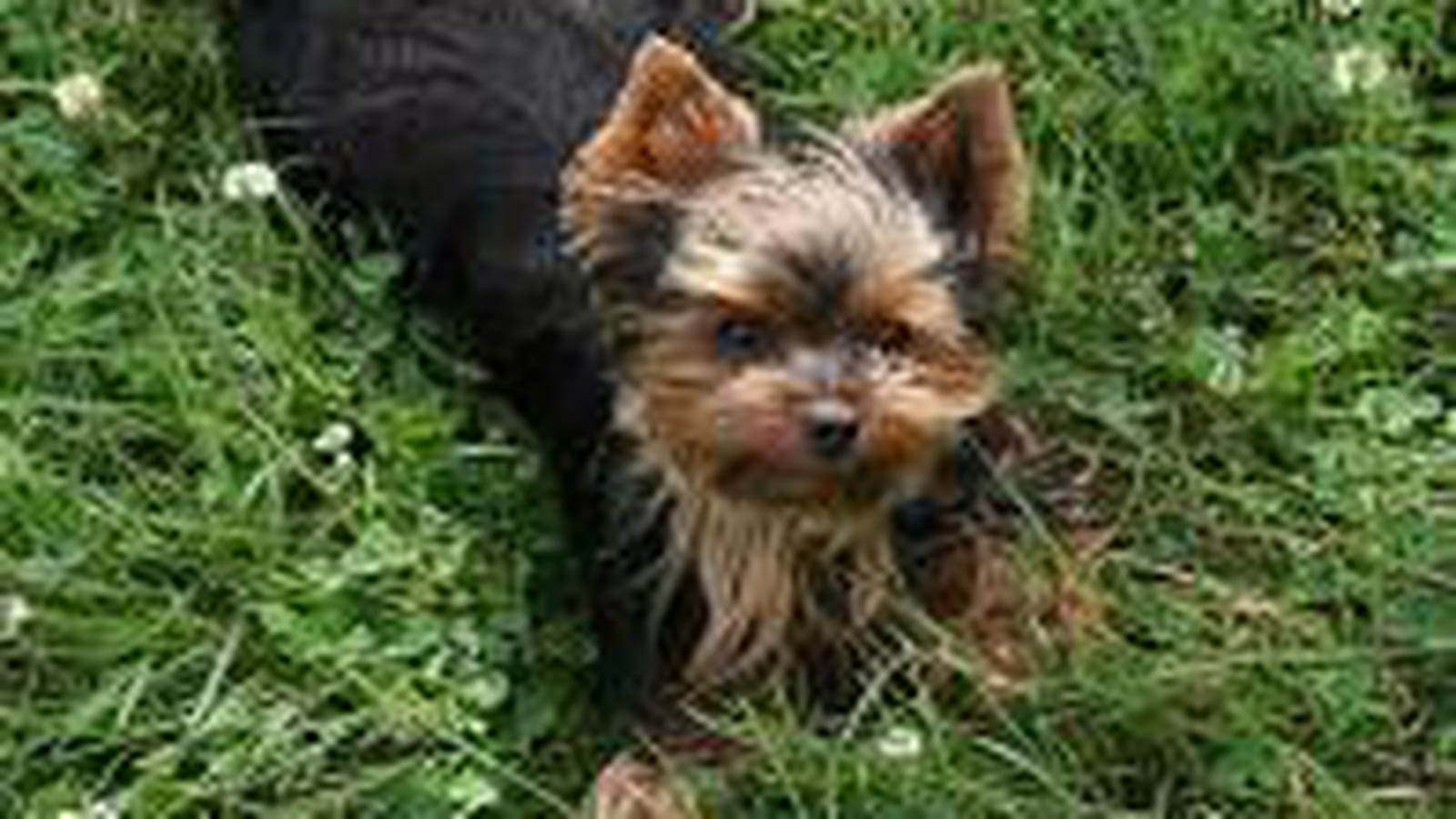 Tootsie