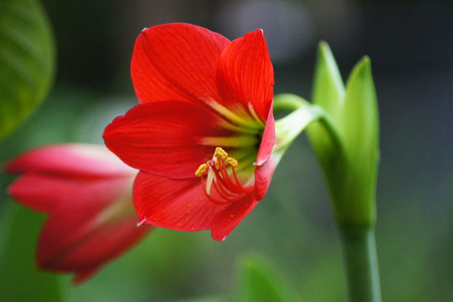 Amaryllis