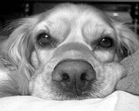 chien ennui