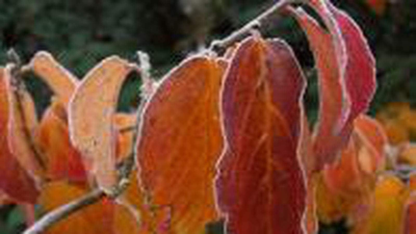 Couleurs chaudes