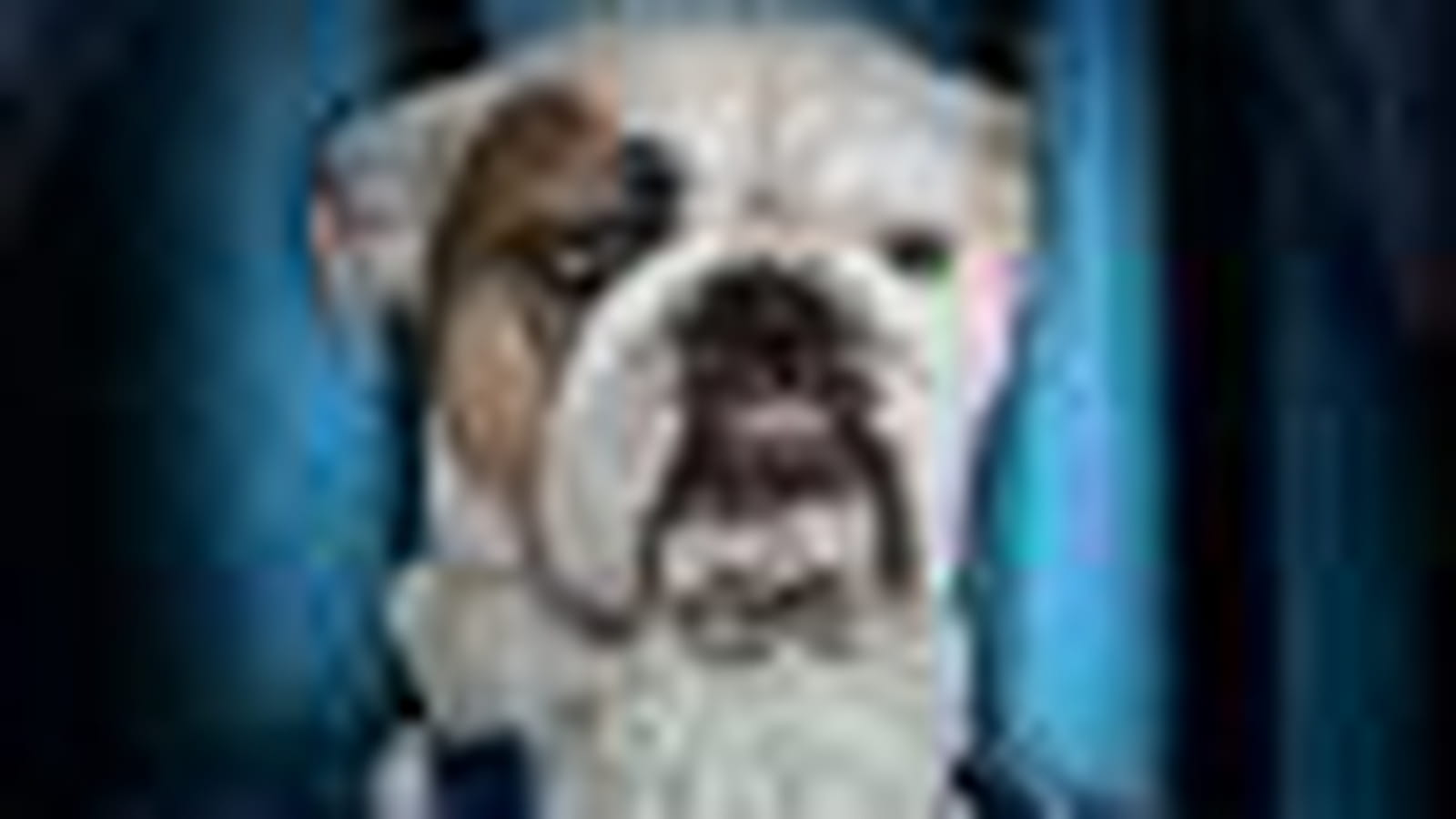Bouledogue