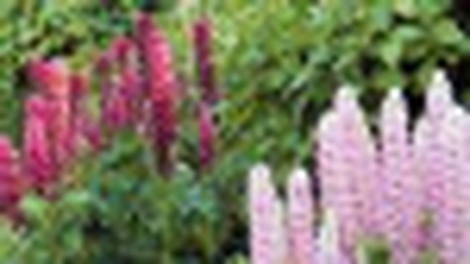 Lupins