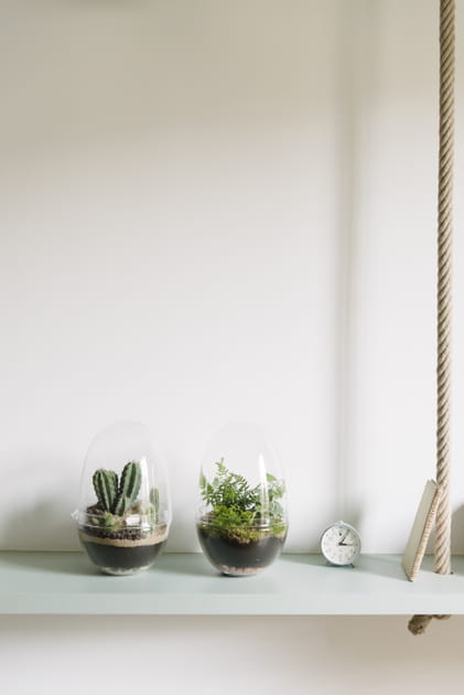 Terrarium DIY Bergamotte