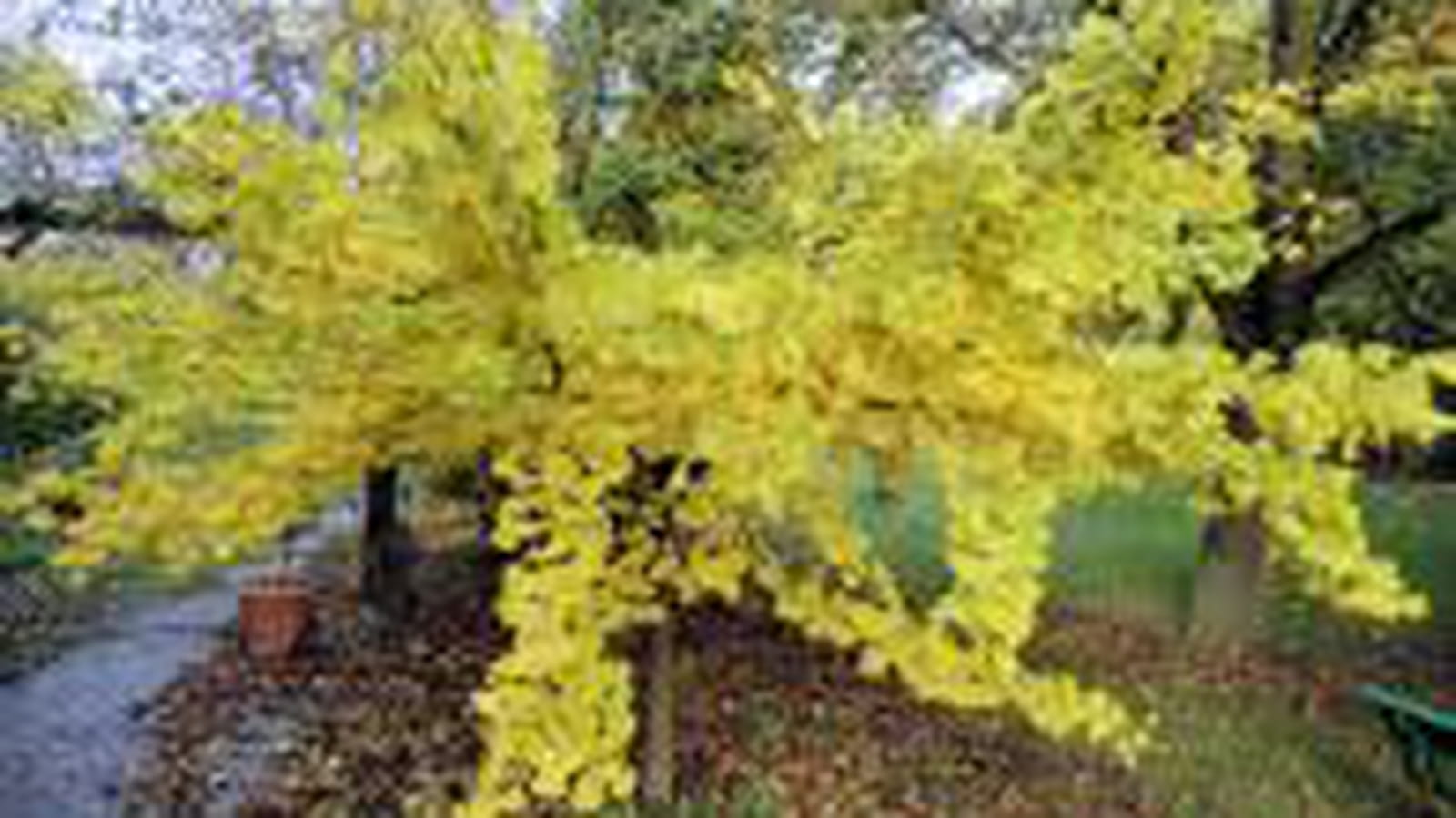 Drole d'arbre