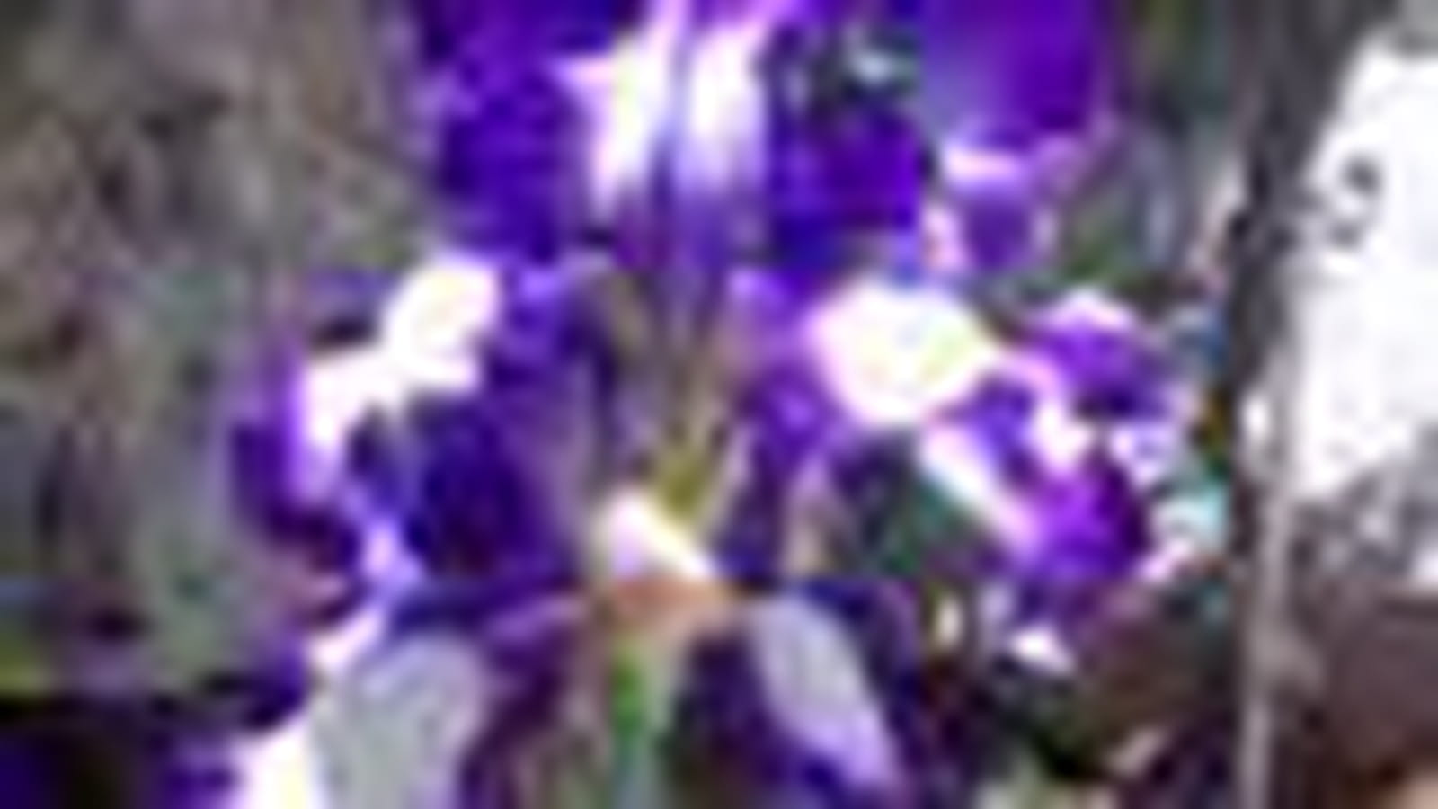 Blanc et violet