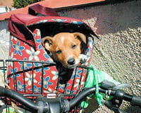 les chiens raffolent des vacances avec leurs maîtres.