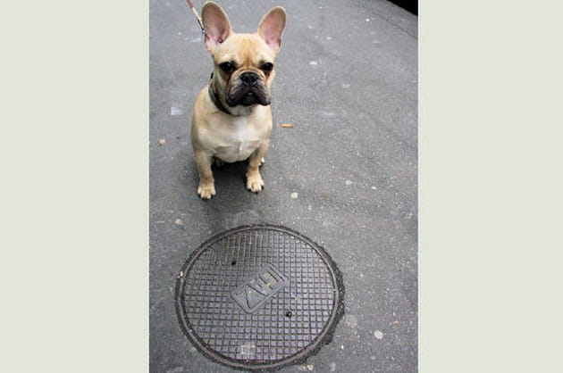 La fidélité du bouledogue français