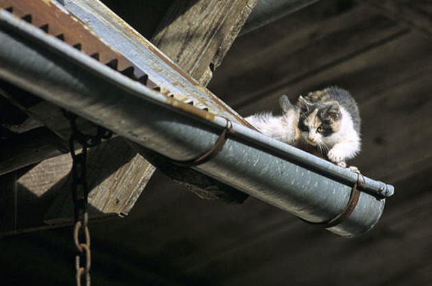 Les chats de nos campagne... A l'aff&ucirc;t
