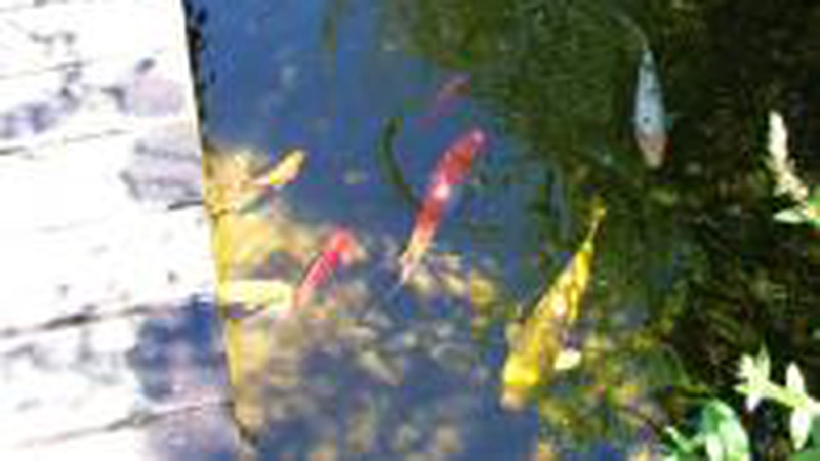 Bassin à poissons