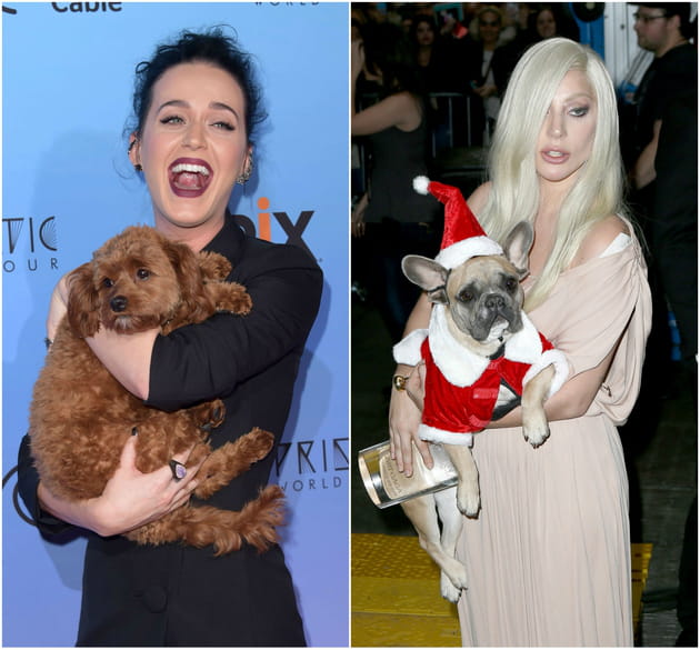 Photos : les stars ont du chien