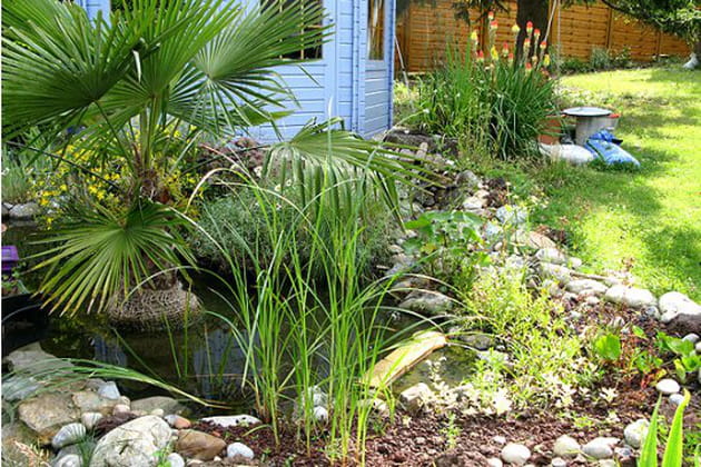 Un floril&egrave;ge de plantes aquatiques