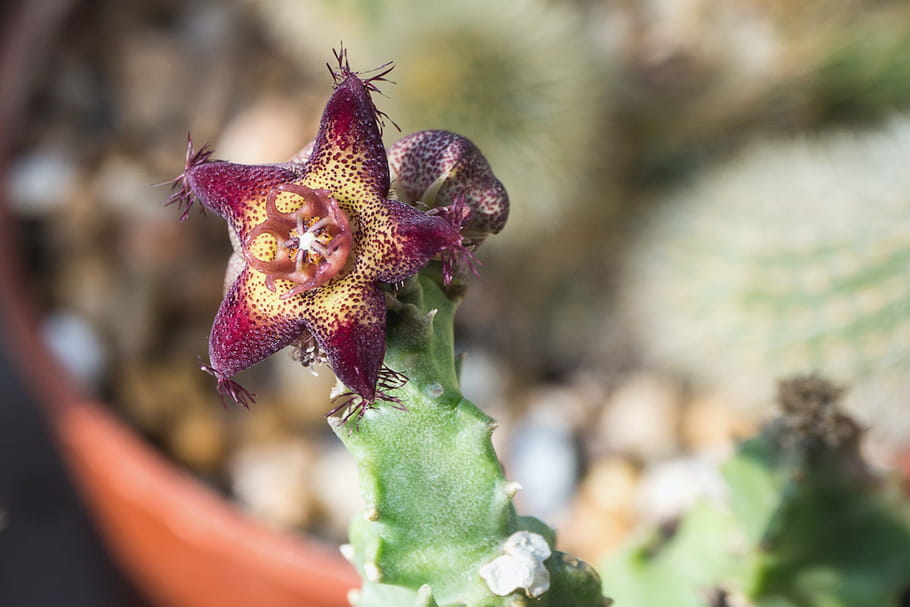 Caralluma : bienfaits, effets secondaires, contre-indications