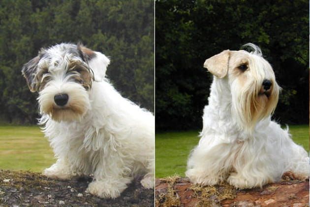 Le sealyham terrier