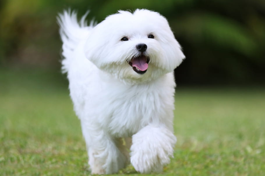 Bichon maltais