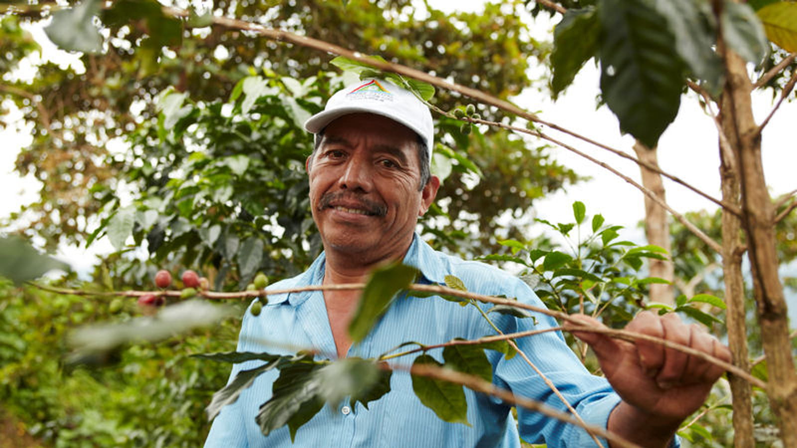 Tanim de Chiapas : un café divin 