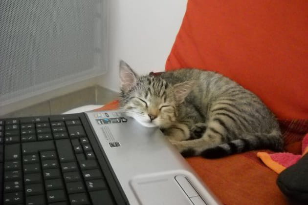 Irr&eacute;sistible chaton