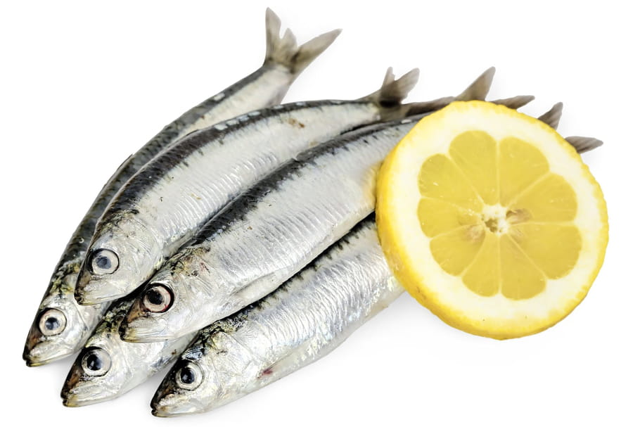 Sardine