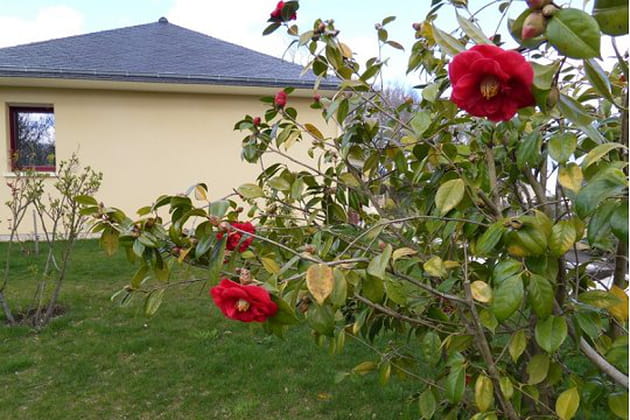 Le séduisant camélia Adolphe Audusson