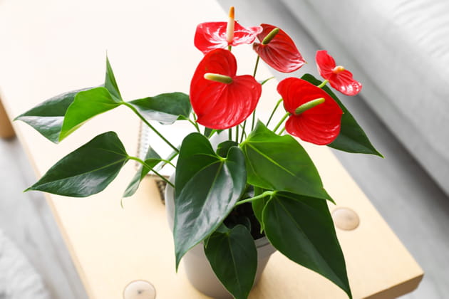 L'anthurium : une plante pleine d'éclat