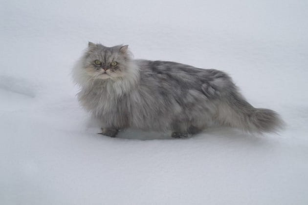 Grisou, un matou qui a un sacré panache