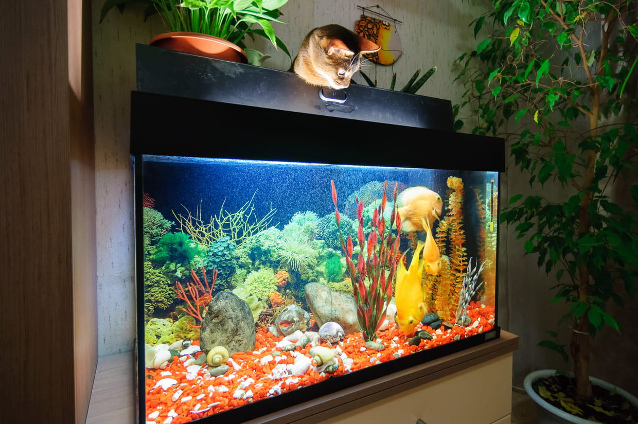Comment Créer Une Terrasse Dans Un Aquarium Realisation D Une Terrasse Rocheuse Pour Aquarium Ou Terrarium