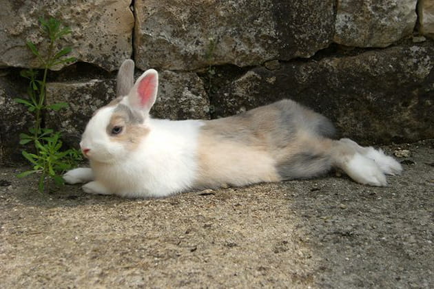 Biscotte, un lapin gourmand