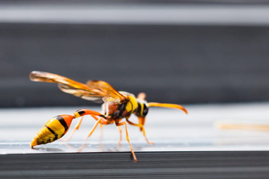 Bonne nouvelle&nbsp;: il y a peut-&ecirc;tre enfin une solution contre les frelons asiatiques
