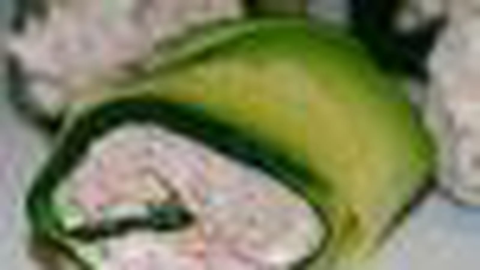 Courgette