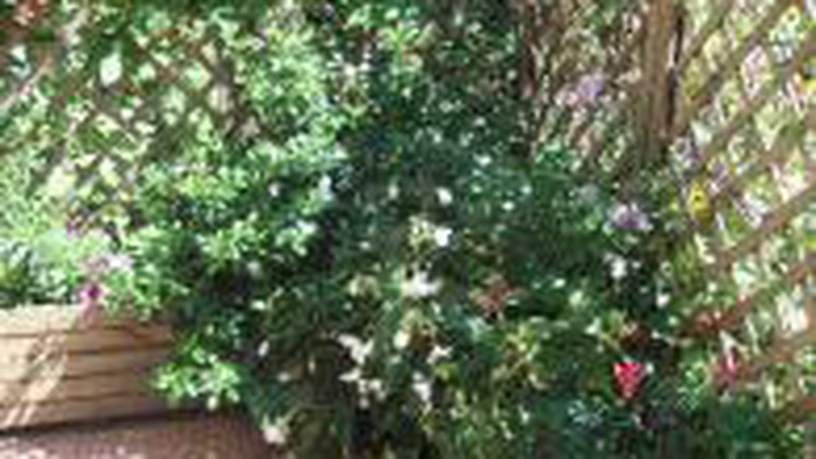 Treillis