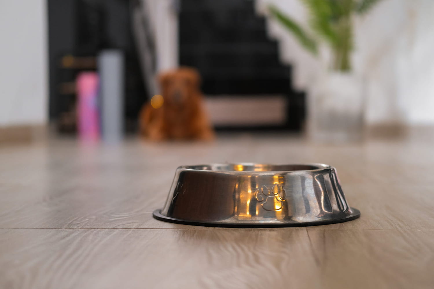 This dog adapts better than all others to life in a small apartment